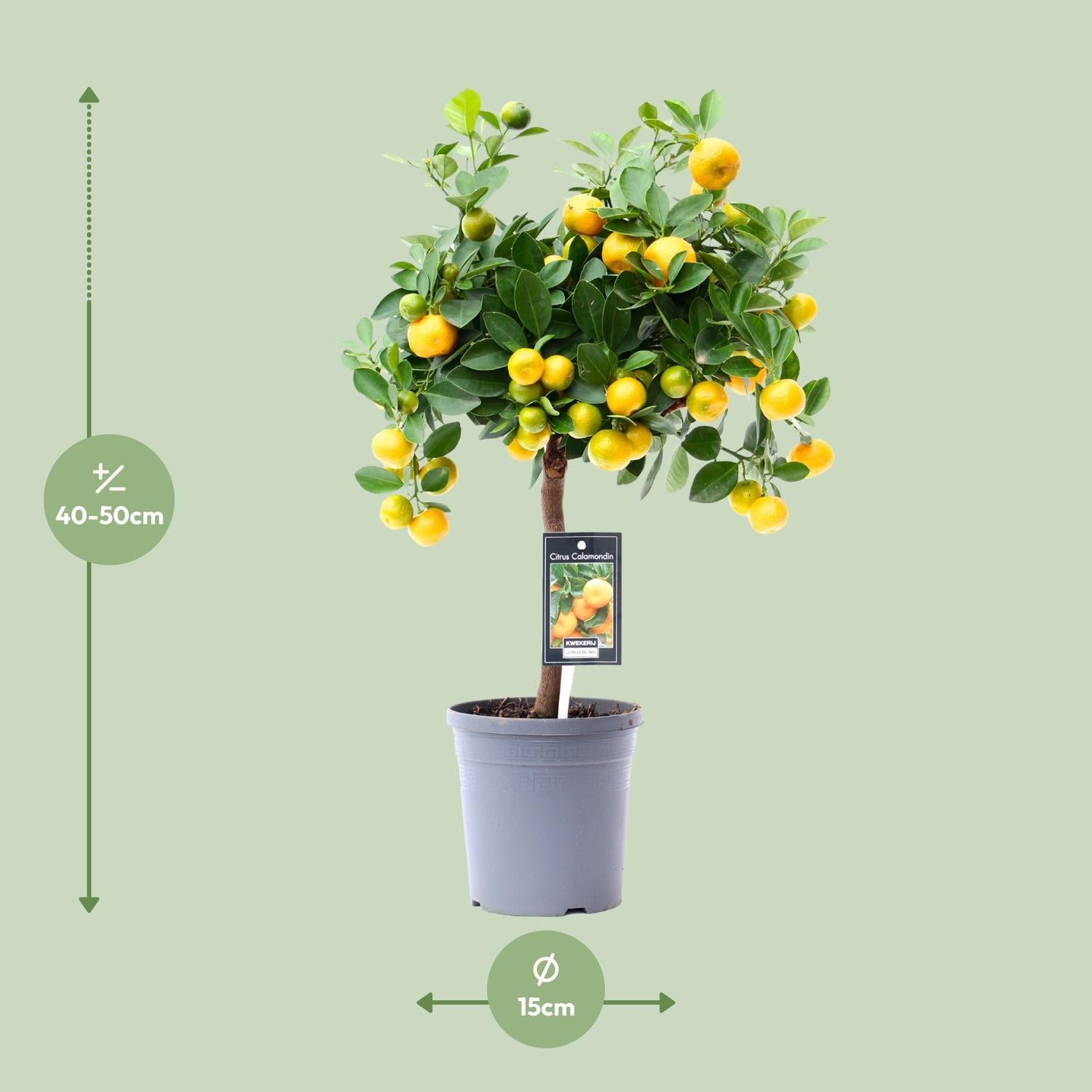 Calamondinonaranja (Citrus calamondin) – 40–80 cm