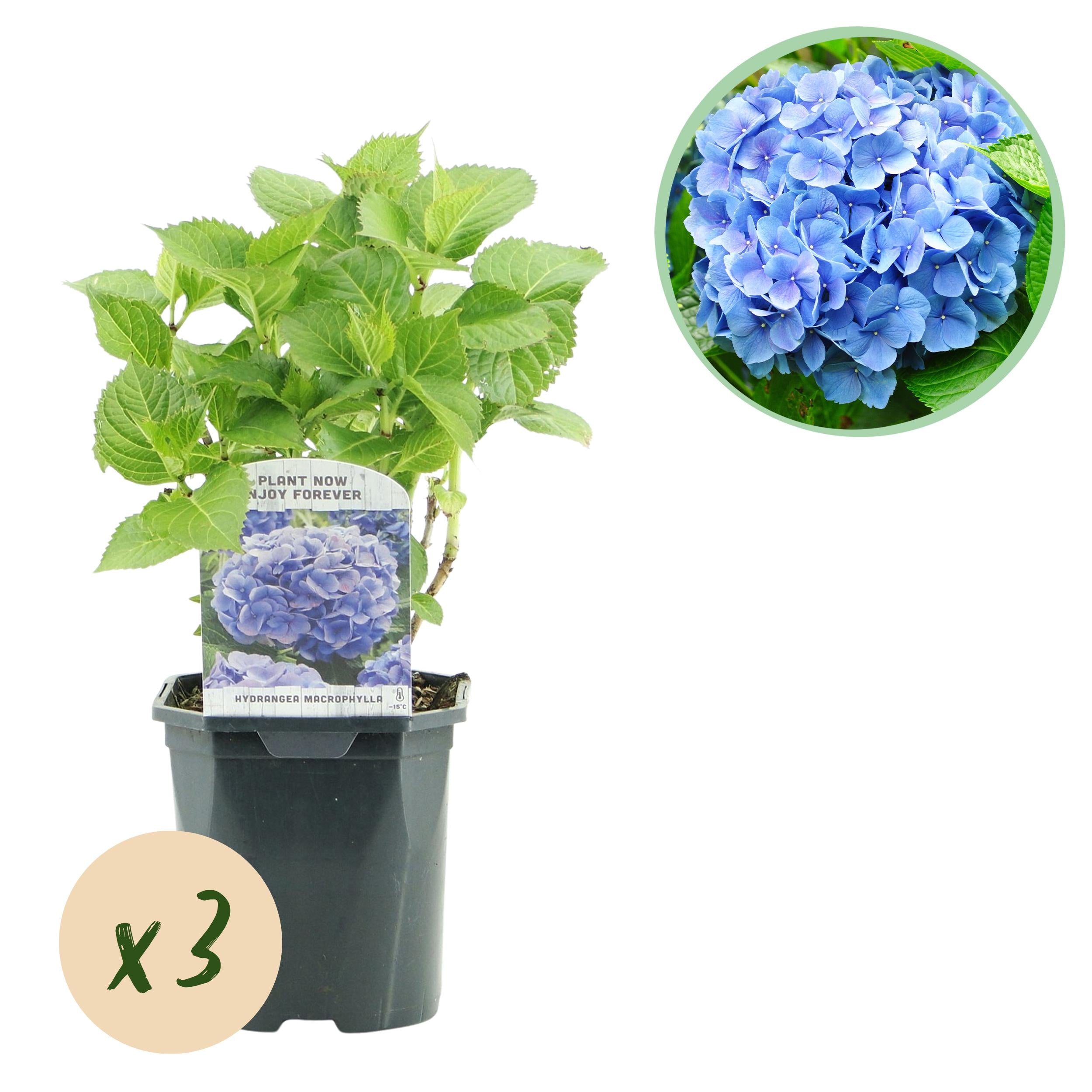 Hydrangea macrophylla – hortensia robusta en varios colores - 3 plantas, maceta de 17 cm, altura 30 cm (ejemplar)