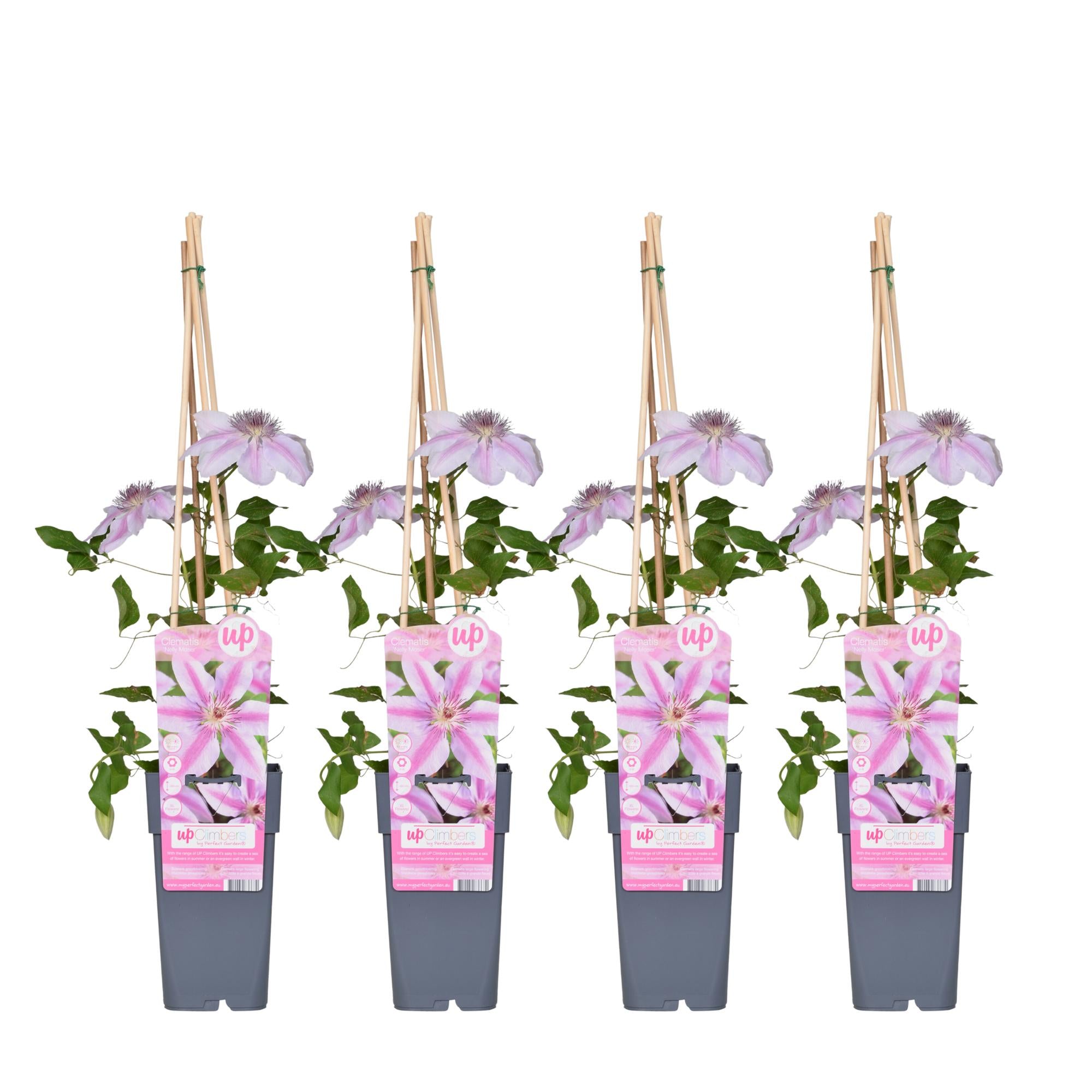 Clematis ‘Nelly Moser’ – hellrosa Kletterpflanze, 15 cm Topf, 65 cm hoch