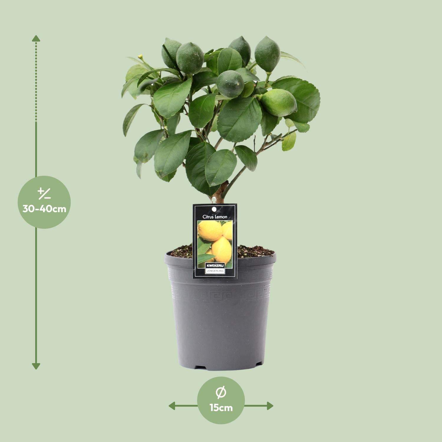 Zitronenbaum (Citrus lemon) – 35–80 cm