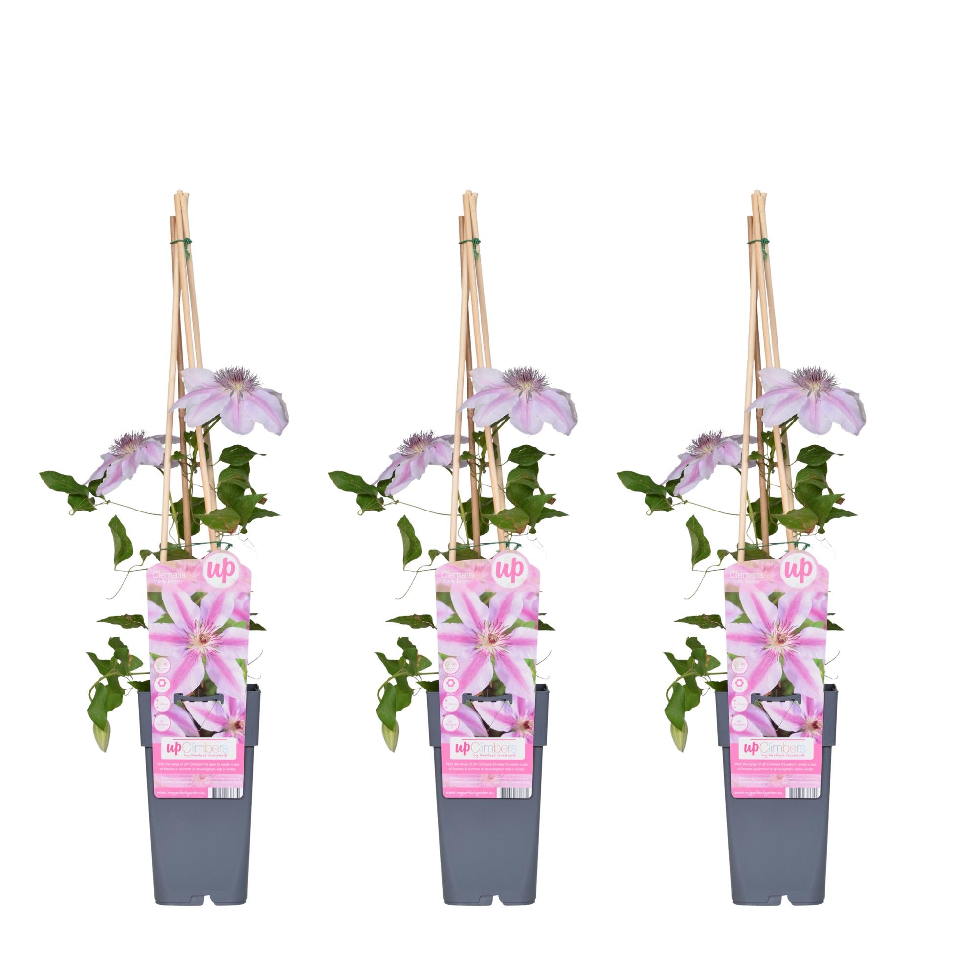 Clematis ‘Nelly Moser’ – hellrosa Kletterpflanze, 15 cm Topf, 65 cm hoch