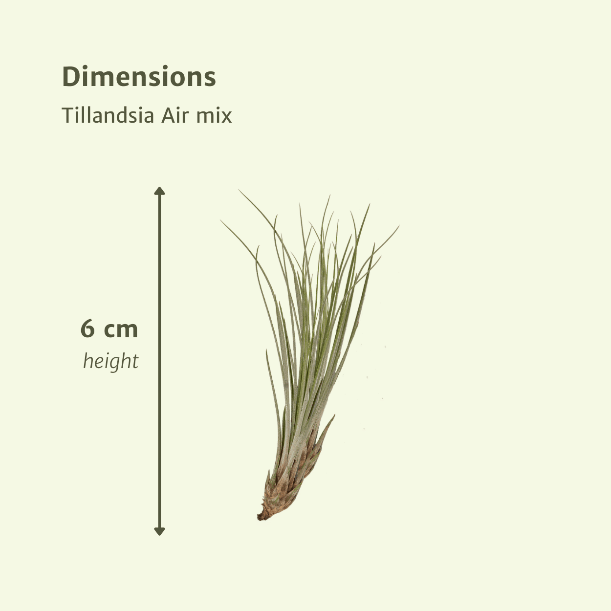 Tillandsia Air Mix – Luftpflanzen – 20 Stück – ca. 6 cm groß - Green Guardia - Ihr Experte für Schädlinge und Pflanzen