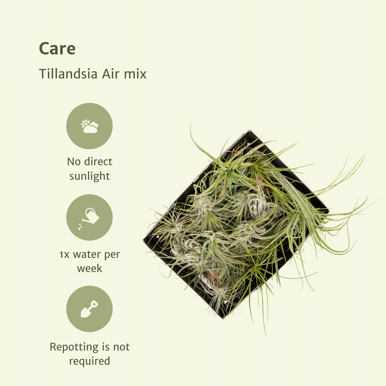 Tillandsia Air Mix – Luftpflanzen – 5 Stück – ca. 6 cm groß - Green Guardia - Ihr Experte für Schädlinge und Pflanzen