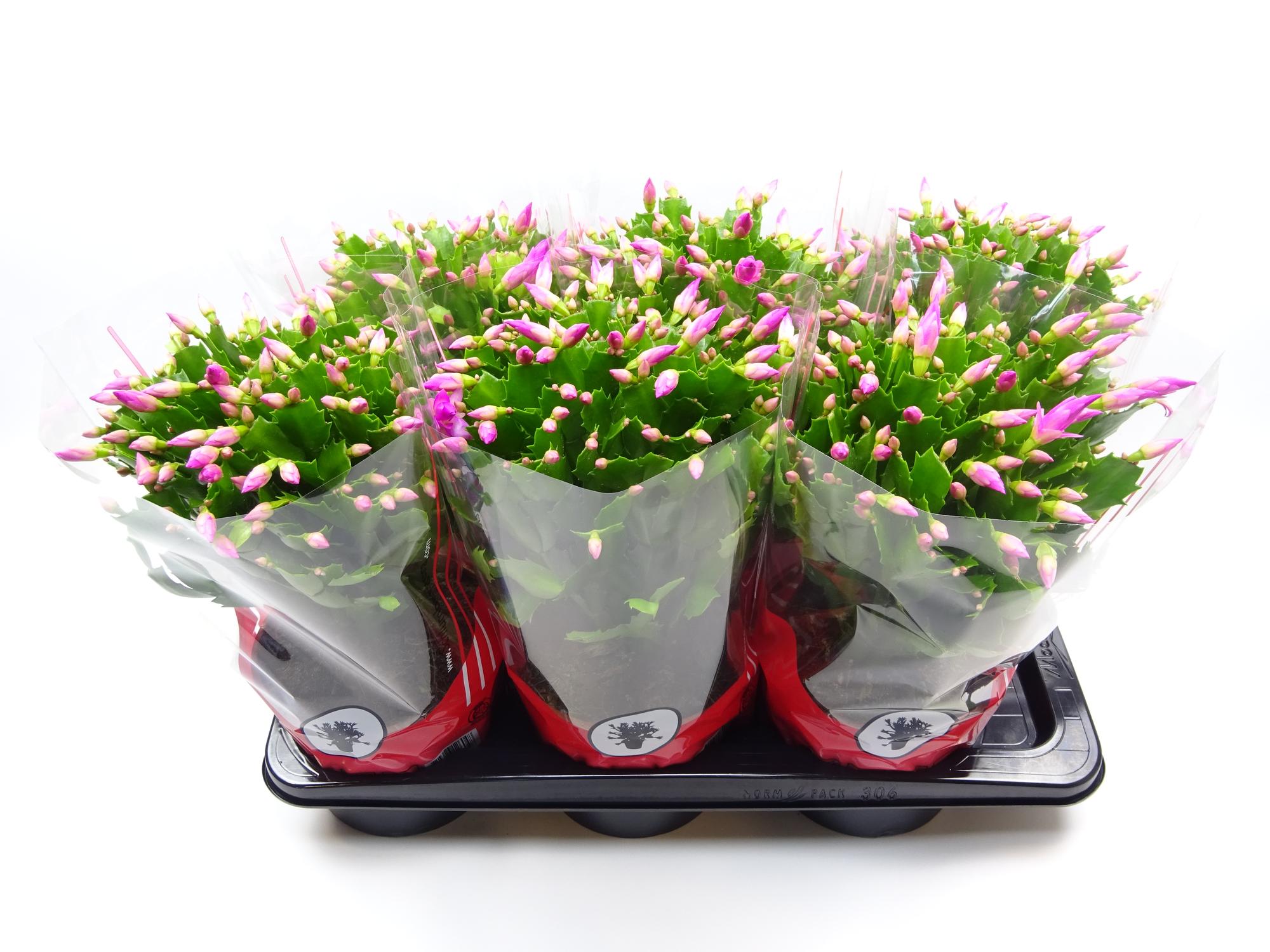 Weihnachtskaktus (Schlumbergera) – rosa, 17 cm Topf, 35 cm hoch - Green Guardia - Ihr Experte für Schädlinge und Pflanzen