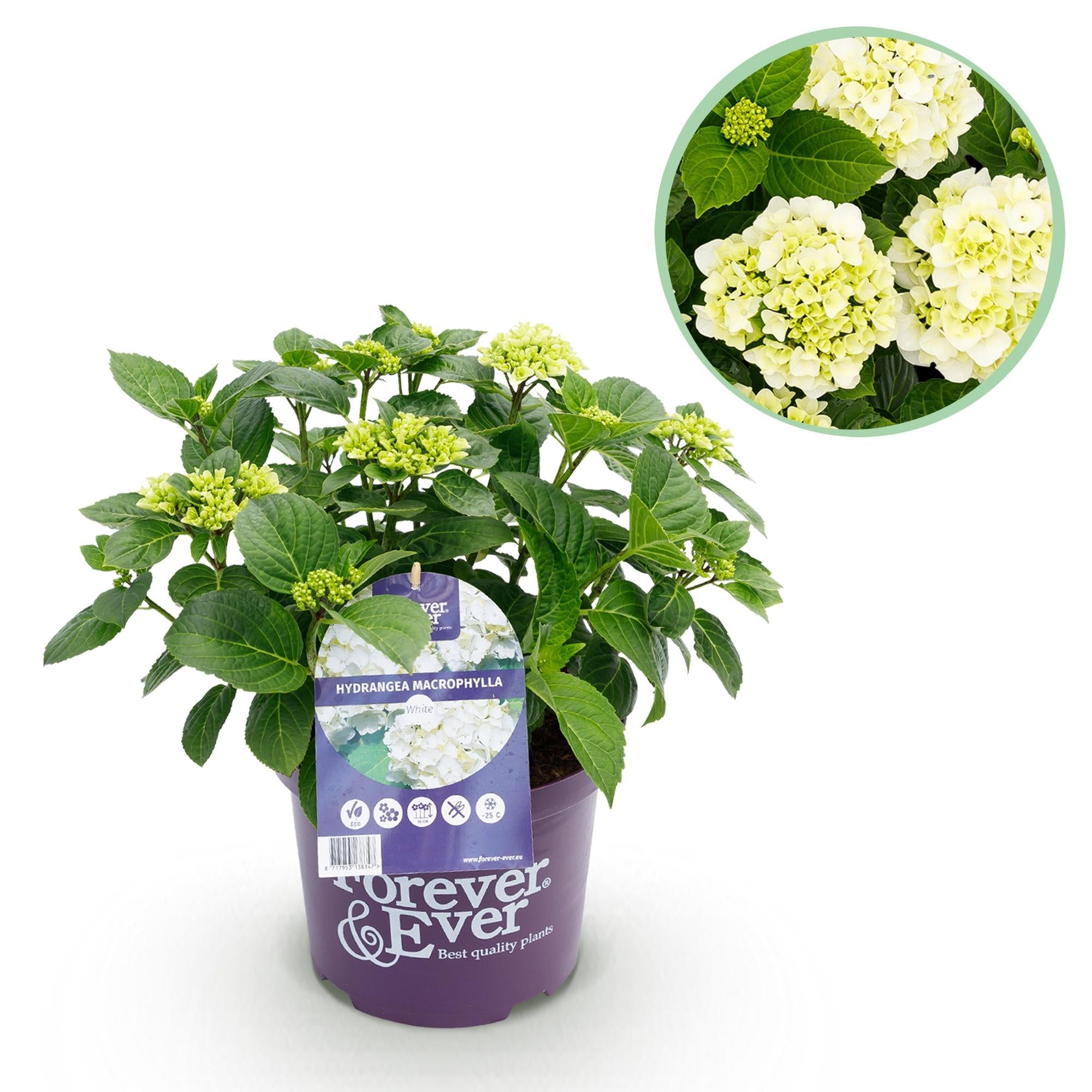 Weiße Hortensie ‘Forever & Ever’ – kompakte Balkonpflanze, 23 cm Topf, 55 cm hoch - Green Guardia - Ihr Experte für Schädlinge und Pflanzen