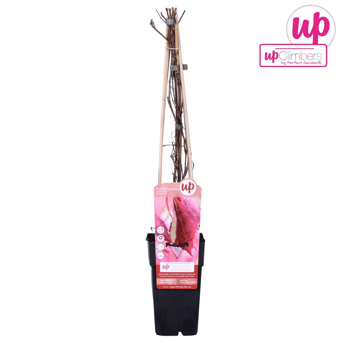 Wilder Wein ‘Engelmannii’ – schnellwachsende Kletterpflanze, 15 cm Topf, 65 cm - Green Guardia - Ihr Experte für Schädlinge und Pflanzen